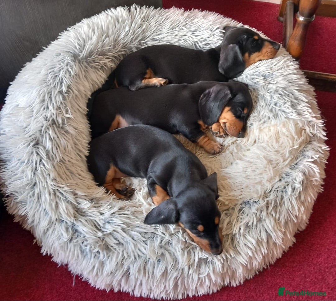 Miniature Dachshund dogs for sale: Miniature Dachshund Puppies  - Image 9