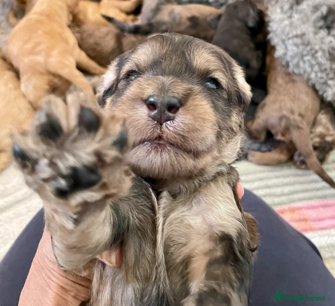 Double Doodle dogs for sale: Supreme Double Doodles - striking colours and coat - Advert 1