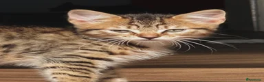 Tabby Girl b