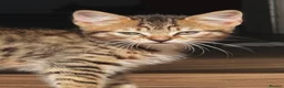 British Shorthair cats for sale: Pair of Gorgeous Kittens - Tabby and Ginger - 2  in Blackpool - Advert 7