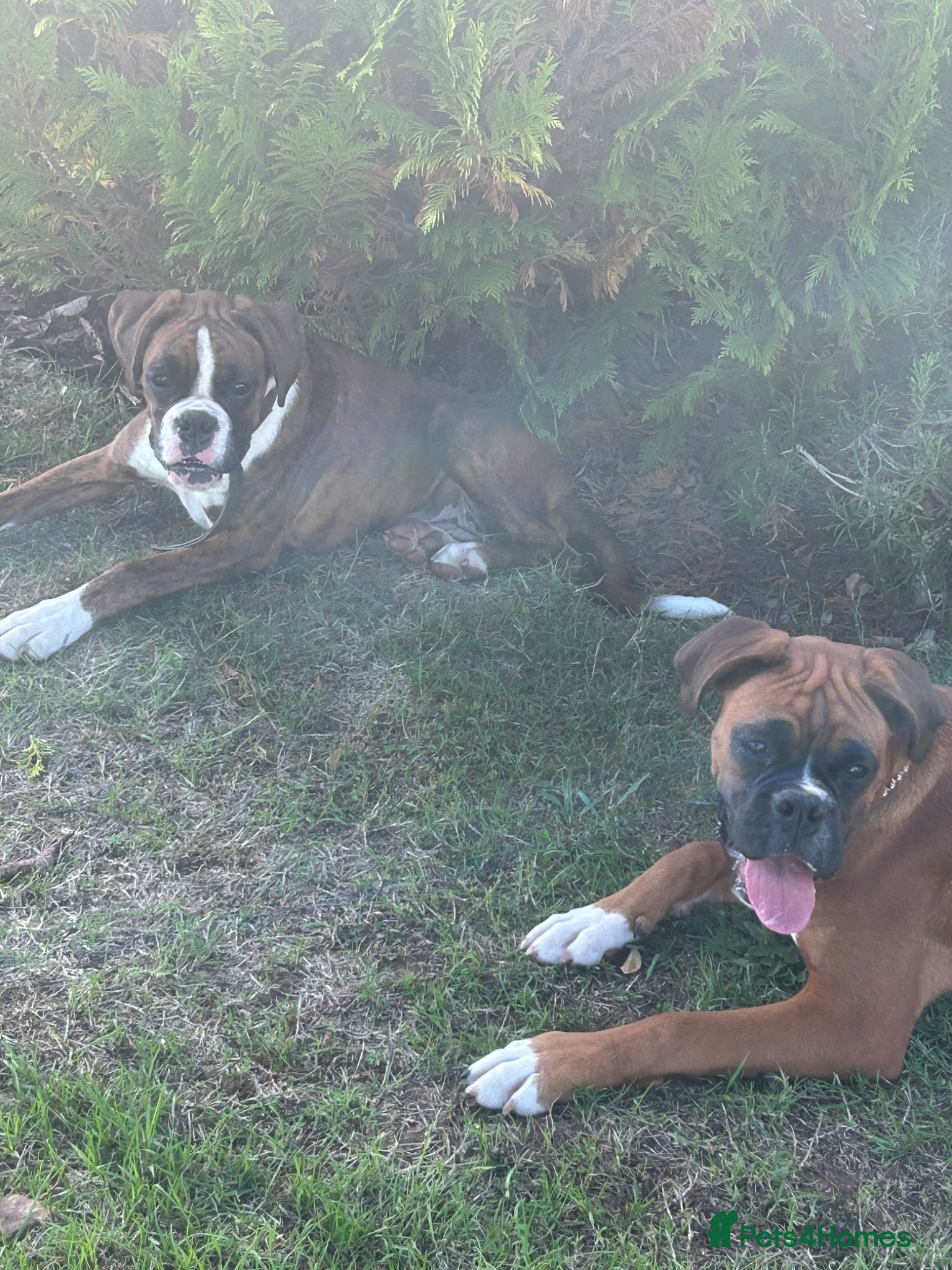 Boxer dogs KC reg Boxers females - Advert 1