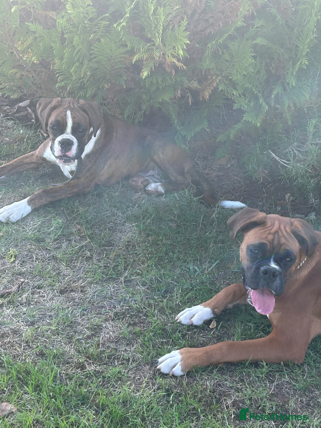 Boxer dogs for sale: KC reg Boxers females - Advert 1