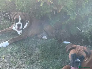 Boxer dogs KC reg Boxers females - Advert 1