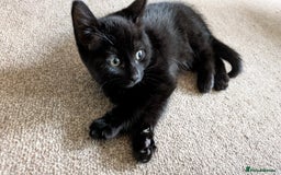 British Shorthair cats for sale: 2 female kittens available  - Image 4