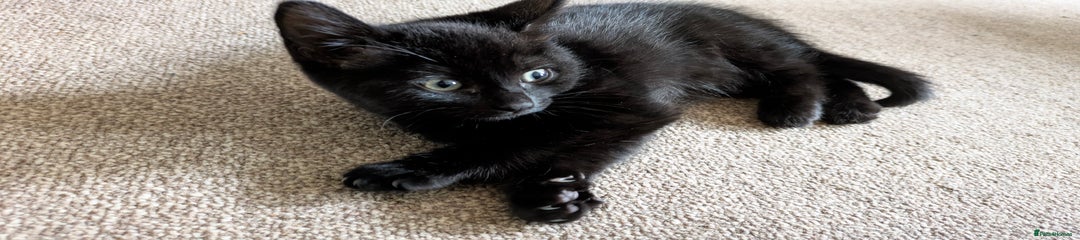 British Shorthair Kitten 2