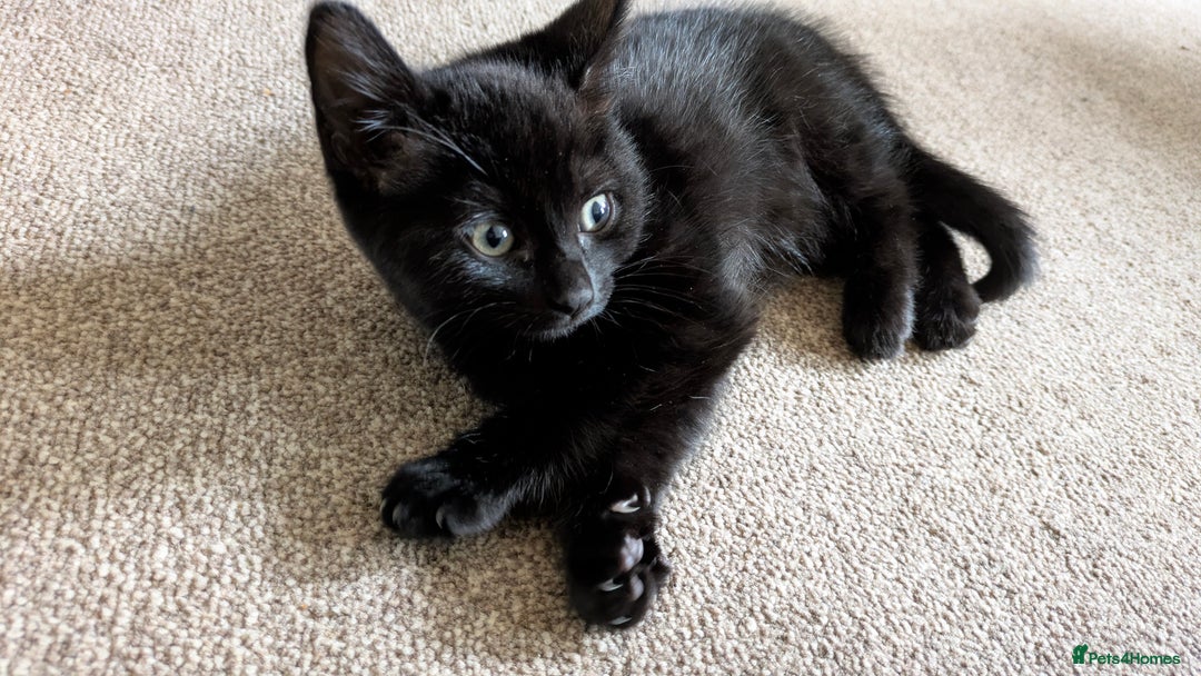 British Shorthair cats for sale: 2 female kittens available  - Image 4