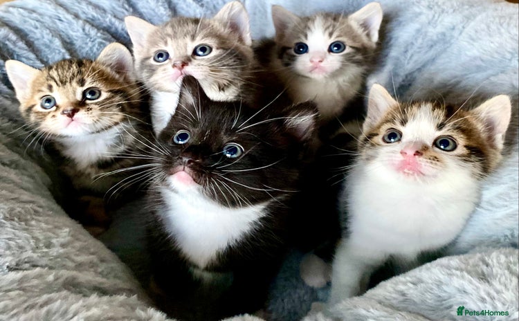 Mixed Breed cats - Advert 6