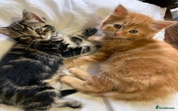 Turkish Angora cats for sale: Turkish Angora kittens - 2 left - Image 4
