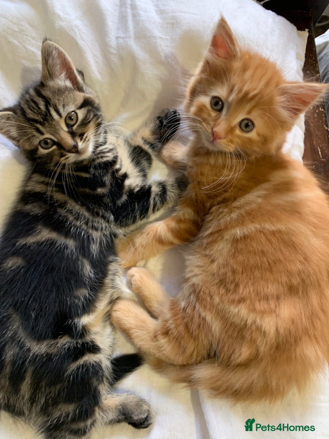 Turkish Angora cats for sale: Turkish Angora kittens - 2 left - Image 4