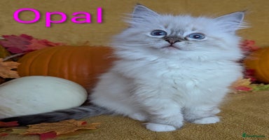 Ragdoll cats - Advert 2