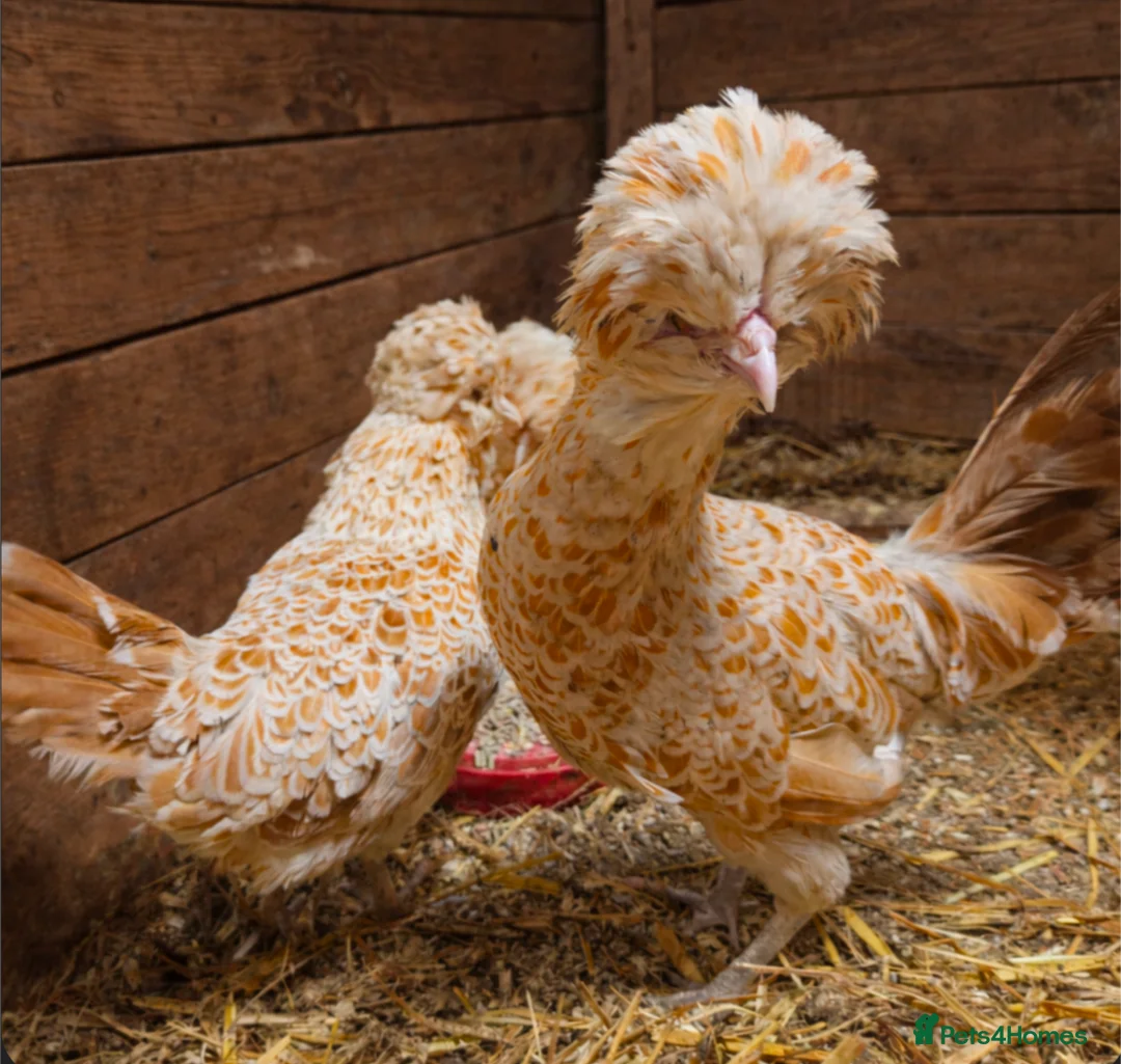 Chickens poultry for sale: Purebred Polish Poland Bantam Hatching Egg - Advert 8