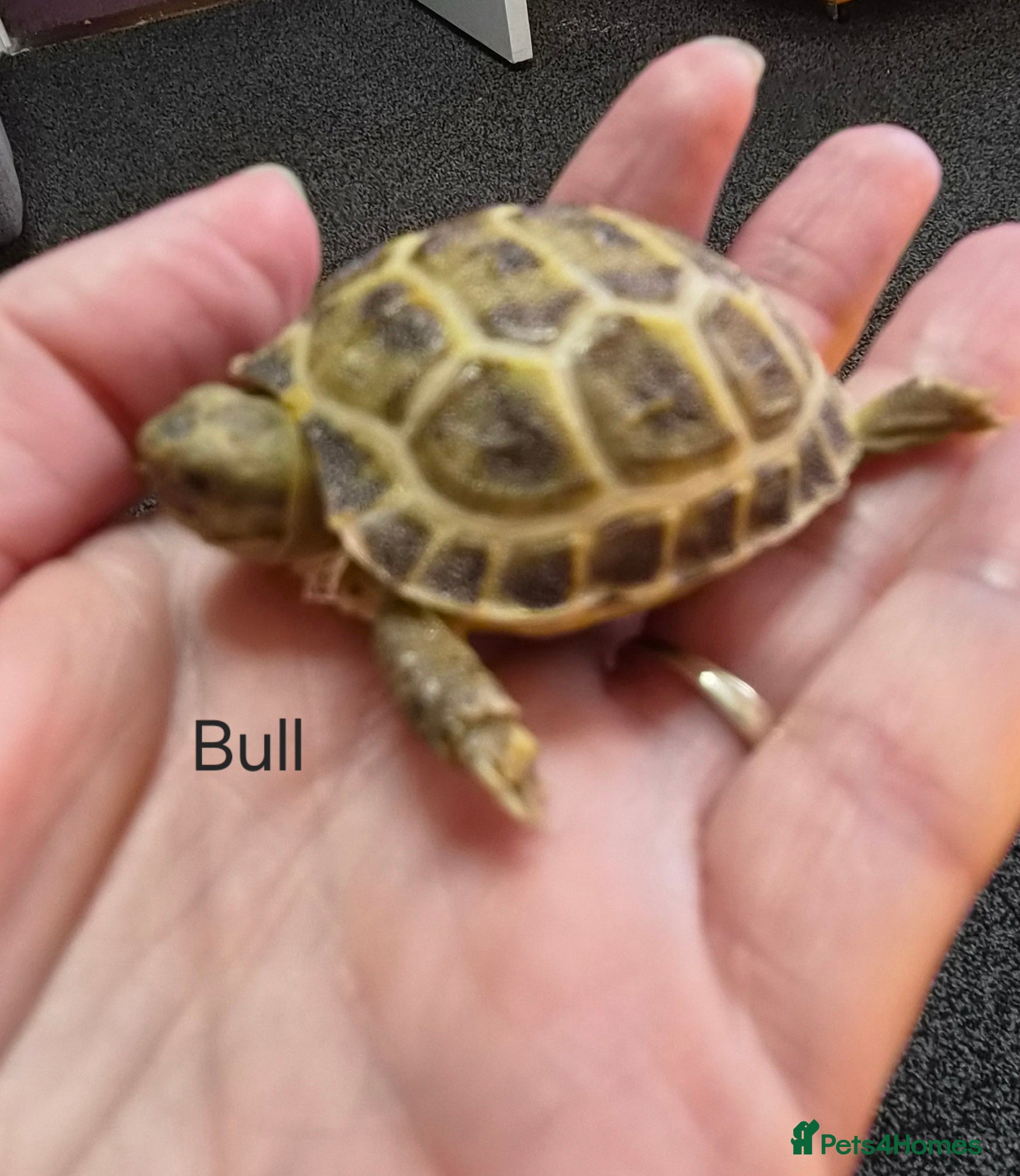 Tortoise reptiles Horsefield Baby Tortoise - Advert 1