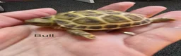 Tortoise reptiles for sale: Horsefield Baby Tortoises - Advert 10