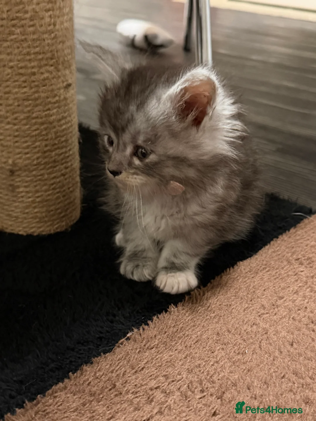 Maine Coon cats for sale: Gorgeous grey Mainecoon kitten  - Advert 3
