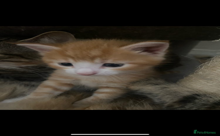 American Shorthair cats - Advert 8