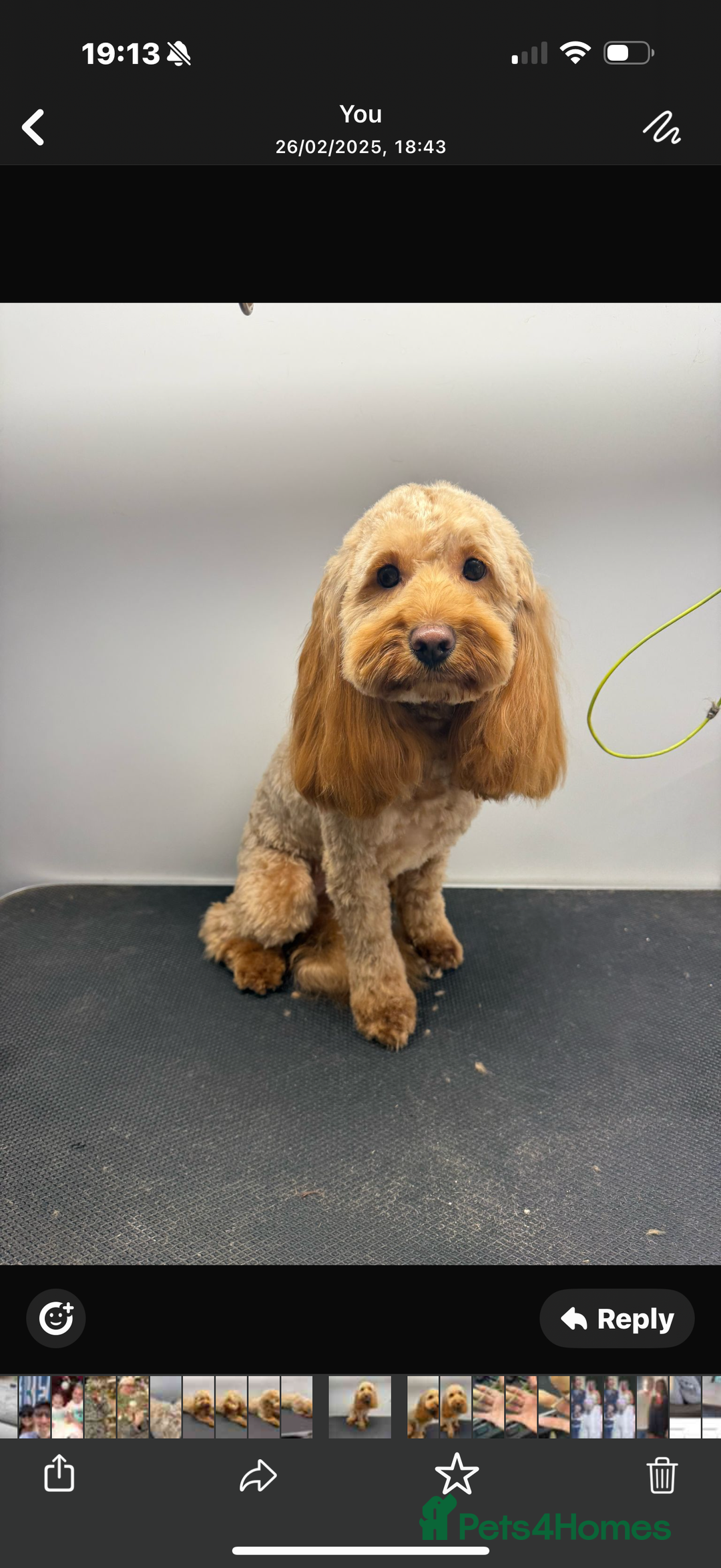Cockapoo dogs for sale: Toy cockapoo  - Image 22