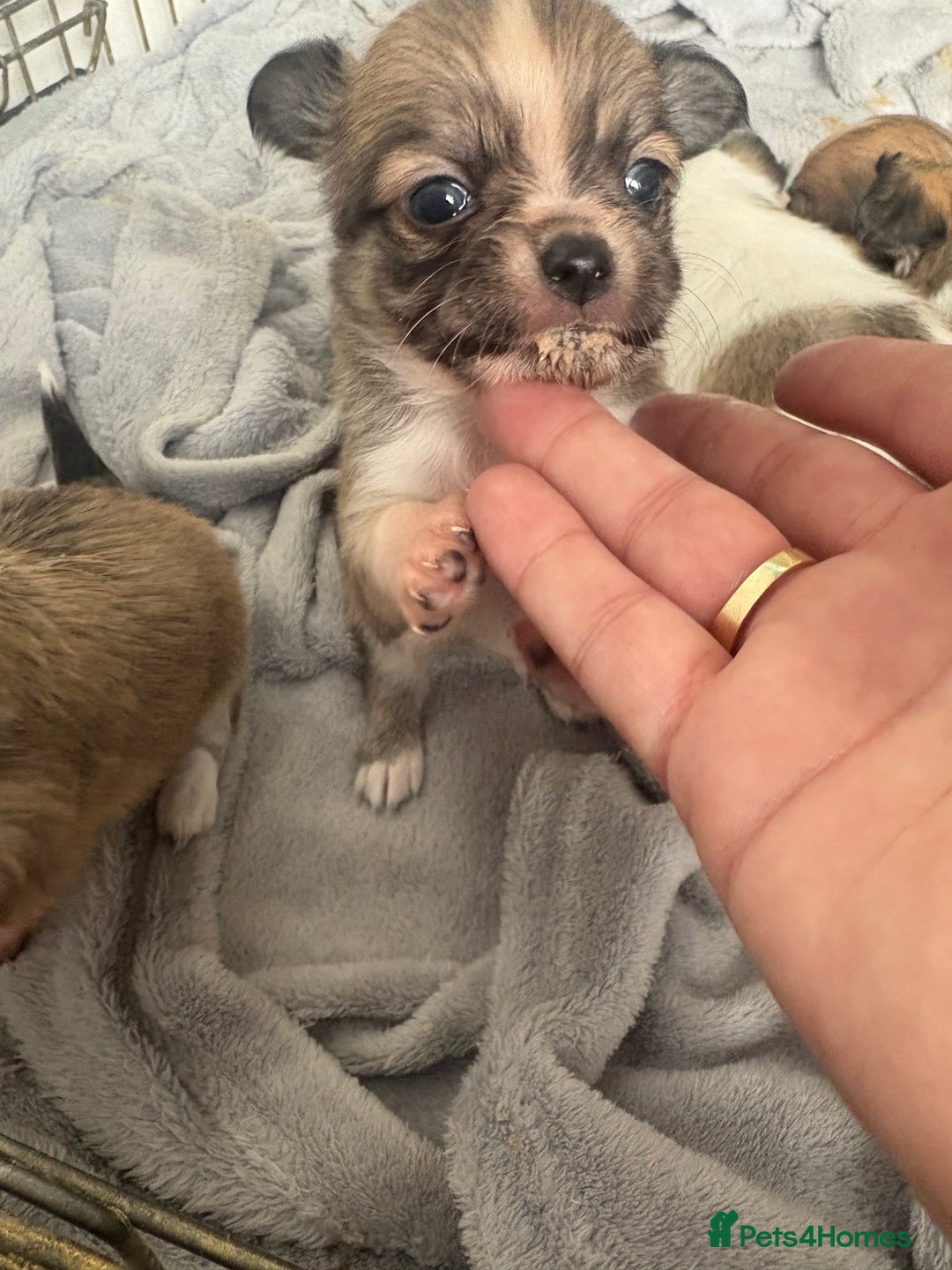 Chihuahua dogs for sale: Last tiny chihuahua boy - Image 3