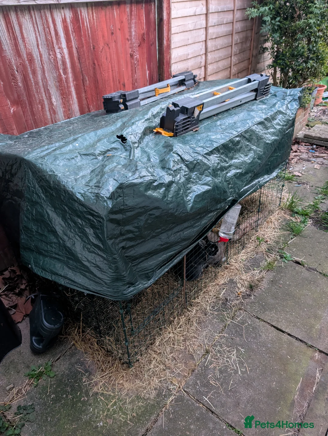 Dutch rabbits for sale: Jasmine and Buttercup  in Sutton - Advert 8