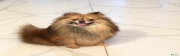 Pomeranian dogs for sale:  Adult merle Pomeranians reduced 🌈 - Advert 5