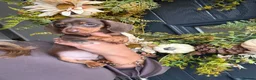 Miniature Dachshund dogs for sale: Beautiful Kc Reg miniature dachshunds  - Advert 23