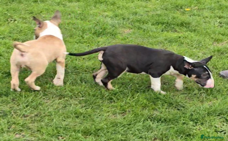 English Bull Terrier dogs - Advert 1