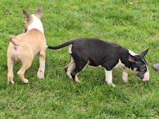 English Bull Terrier dogs - Advert 1