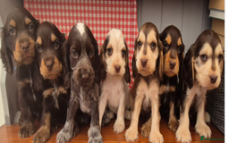 Cocker Spaniel dogs for sale: Beautiful Show Cocker Girl ready NOW  - Image 18