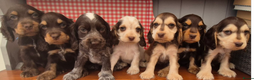 Cocker Spaniel dogs for sale: Beautiful Show Cocker Chocolate Roan Girl  - Advert 9