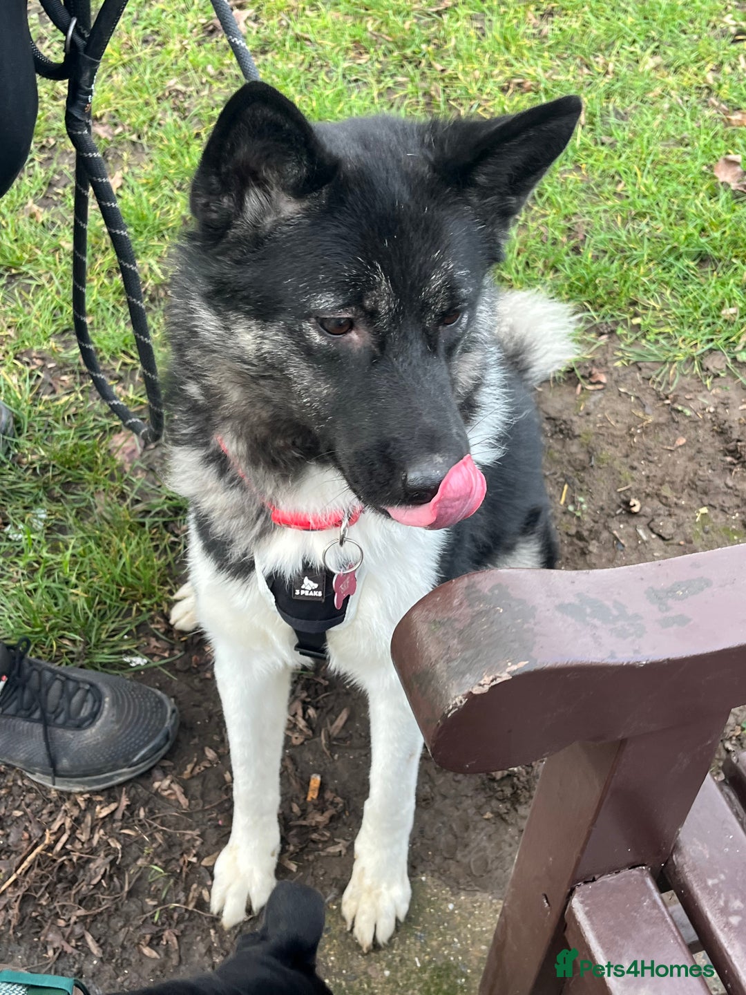 Akita dogs for sale: Akita Skye  - Advert 4