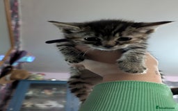 Mixed Breed cats for sale: Kittens for sale  - Image 9