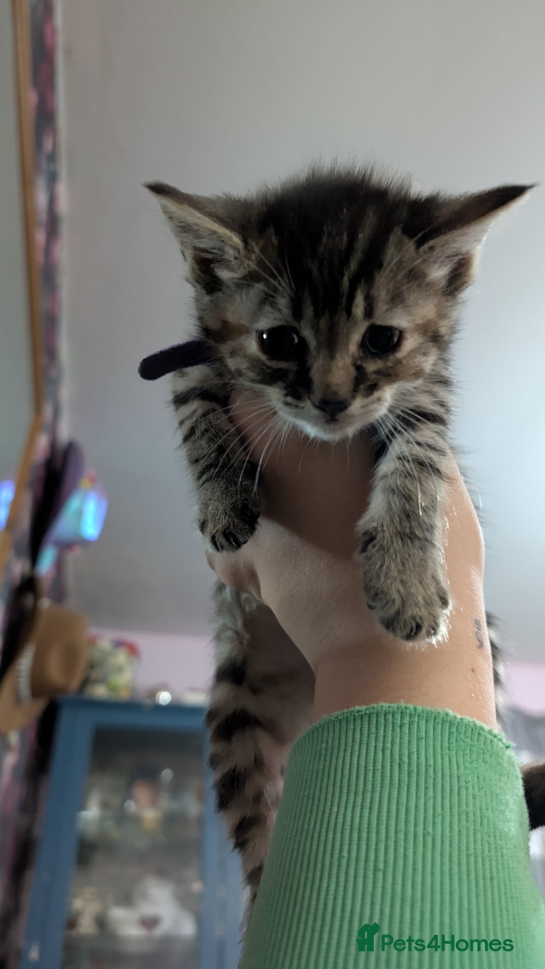 Mixed Breed cats for sale: Kittens for sale  - Image 9