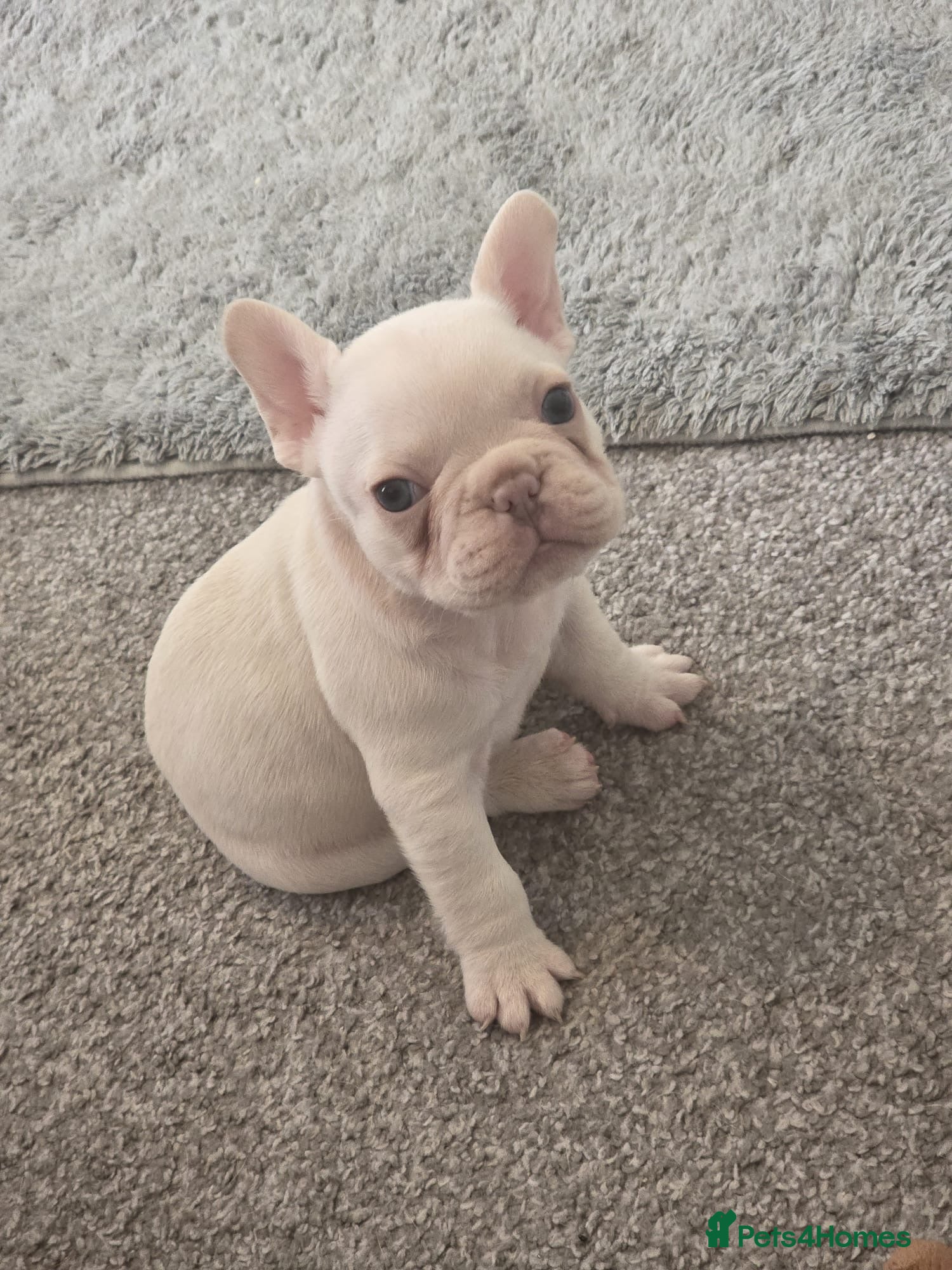 French Bulldog dogs Cream girl and cream boy available  - Advert 1