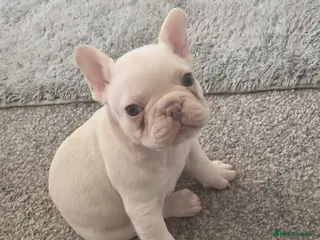 French Bulldog dogs Cream girl and cream boy available - Advert 20