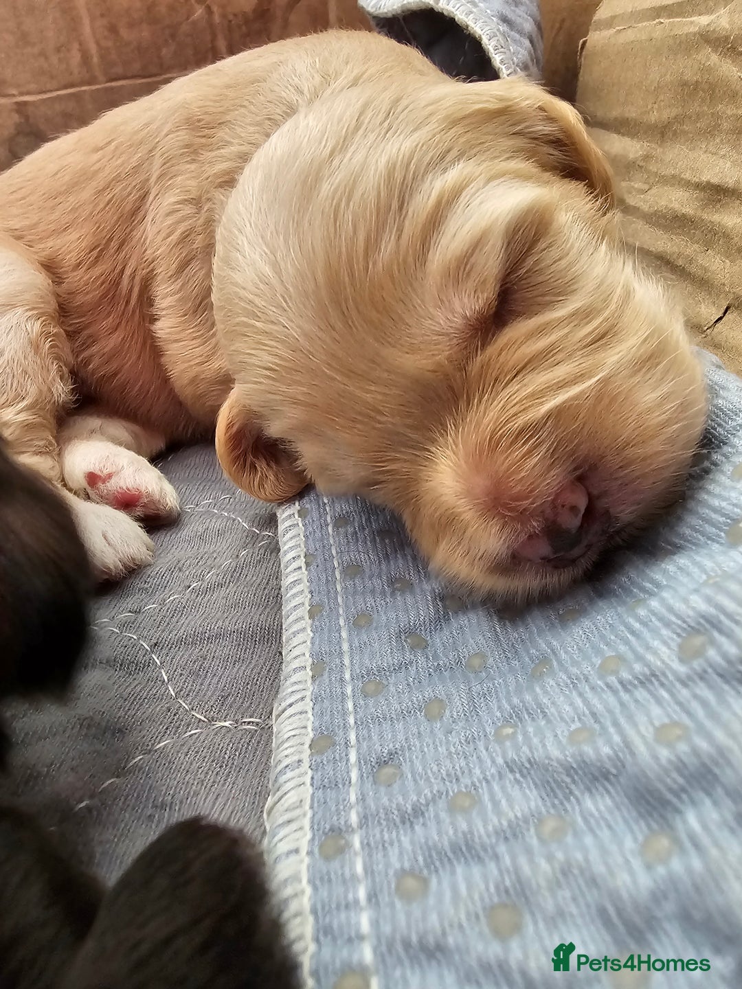 Cockapoo dogs for sale: Cockapoo Puppies - Ready 16 October 2025 - Image 6