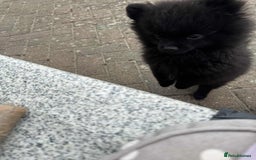 Pomeranian dogs for sale: 1 adorable Black Male Pomeranian Puppy for Sale - Image 8