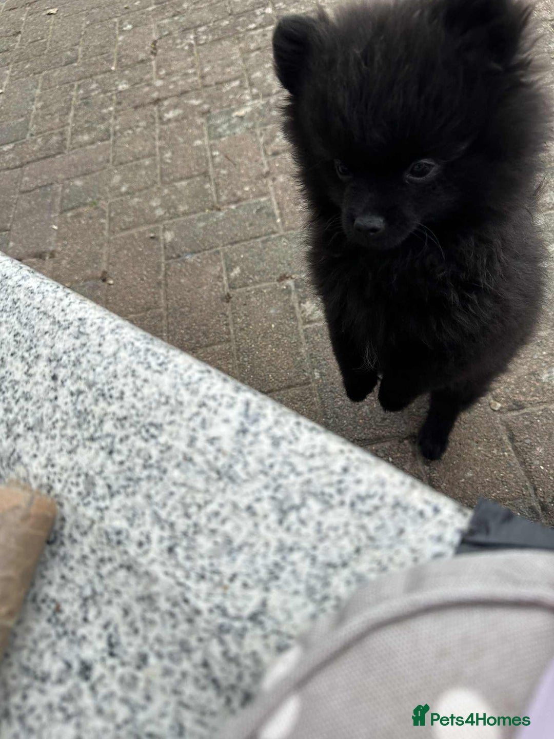 Pomeranian dogs for sale: 1 adorable Black Male Pomeranian Puppy for Sale - Image 8