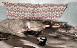 British Shorthair cats for sale: brithis shorthair kitten  - Image 9