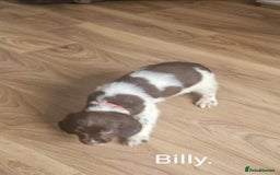 English Springer Spaniel dogs for sale: English KC Reg Springer Spaniels For Sale - Image 4
