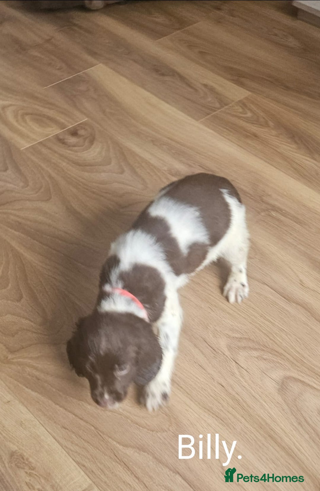English Springer Spaniel dogs for sale: English KC Reg Springer Spaniels For Sale - Image 4