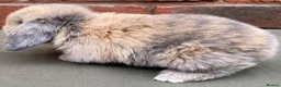 Mini Lop rabbits for sale: STUNNING PURE BRED MINI LOPS MUST SEE - Advert 17