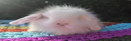 Angora rabbits for sale: 💜STUNNING TEDDYWIDDER X MINI LOP BABIES 💜 - Advert 18