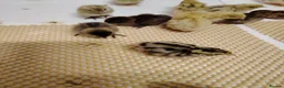 Quail poultry for sale: 🐣Quail Chicks-Reservations Available Once Sexed - Advert 5