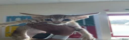 Oriental cats for sale: GCCF Oriental Kittens  - Advert 31