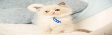 Moci