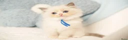 Ragdoll cats for sale: Elite TICA Kittens – Champion Bloodlines - Advert 11
