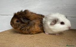 Guinea Pig rodents for sale: Gorgeous baby boys - Image 5