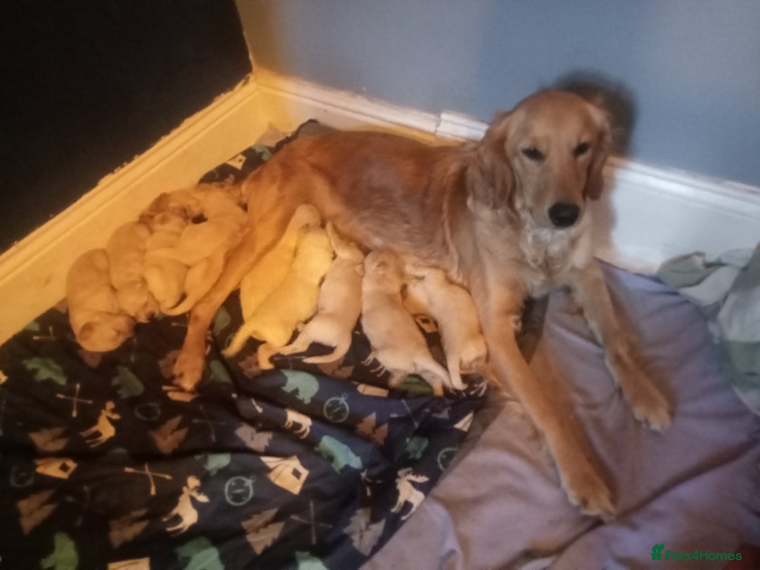 Golden Retriever dogs for sale: Golden retriever boy - Image 6