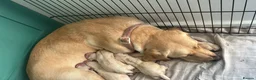 Labrador Retriever dogs for sale: Golden Labrador Puppies 🐾 - Advert 7