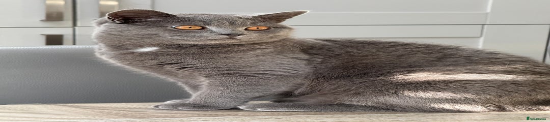 British Shorthair Kitten 1