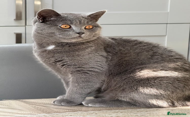 British Shorthair cats 7-Month-Old Grey British Shorthair  - Advert 1